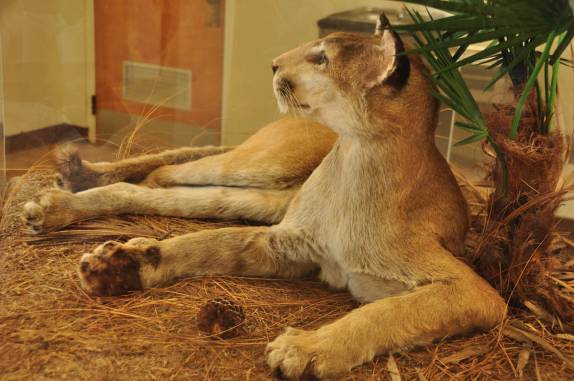 Onça empalhada no Parque Nacional Everglades, no sul da Flórida, nos Estados Unidos